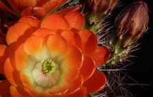 Orange Cactus Flower 2 16x24-ib-IMG_2305-001