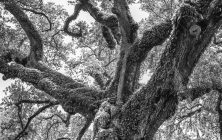 Patriach of the Plantation 16x24-ib-NoLa0615i2 049-Edit 2x3-001