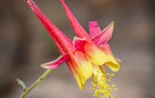 Columbine 3 16x20-ib-IMG_3748-001