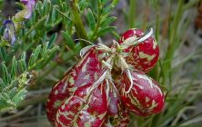 Freckled Milkvetch 16x20-ib-img0015-001