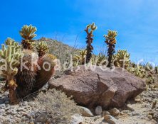 StockAnzaCactus01