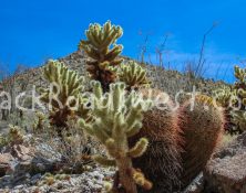 StockAnzaCactus02