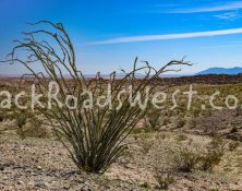 StockCactus-29