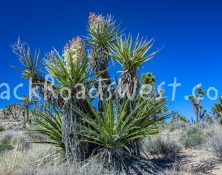 StockMojaveIMG_1666