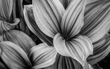 Corn Lily 11x14-ib-IMG_0117-Edit-2-001a