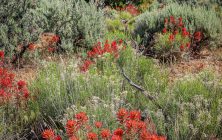 Mesa Meadow 2x3-ib-IMG_2366-001a