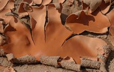 Mud Curl 2x3-ib-150_5057-001a