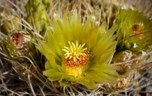 Yellow Cactus Flower 1 8x10-ib-IMG_5033-001a