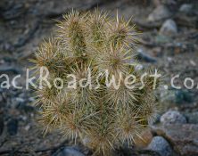 StockCactus-ib-img0028-003