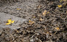Trail of Leaves 8x10-ib-141_4191-001