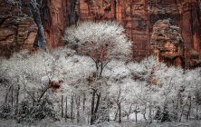 Winter Lace 2x3-ib-IMG_3406-001