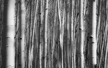 Aspen Trunks 2x3-ib-IMG_6887-2-001