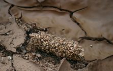 Mud Curl 2x3 -ib-150_5080-001