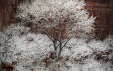 Winter Lace 2 2x3-ib-IMG_3409-001