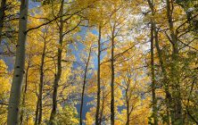 Quiet Aspen Afternoon 2x3-ib-IMG_4760-001